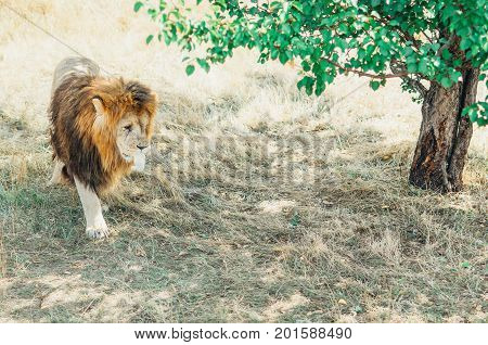 Lion Eats Chicken Legs In The Safar Park