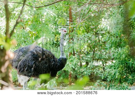 Ostrich On Green Grass In Summer