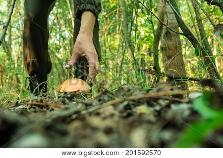 Young woman gathers mushrooms in the forest. Warm Sunny morning.