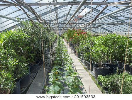 sunny illuminated scenery in a vegetal greenhouse