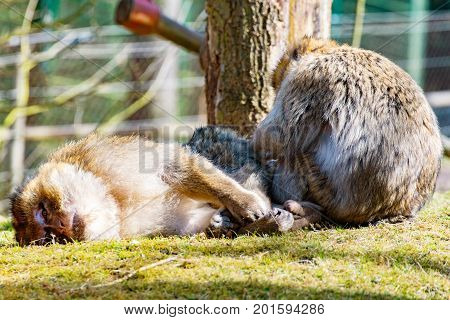 The Two Berber monkeys are mutually invading each other on the meadow