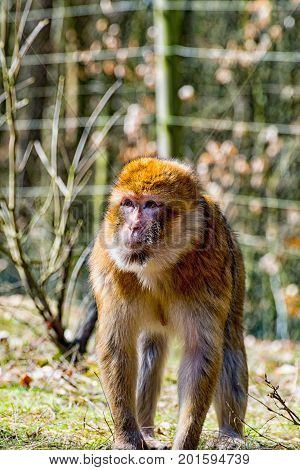 The Berber monkey looking at the meadow for his little baby monkey