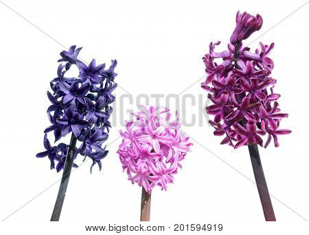 Minimalistic composition of three different hyacinths flowers isolated on white background. Pink, blue and lilac hyacinth