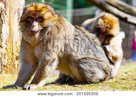 The Two Berber monkeys are mutually invading each other on the meadow