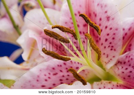 lily 1 of 2