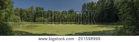 Green pond in south Bohemia in sunny day