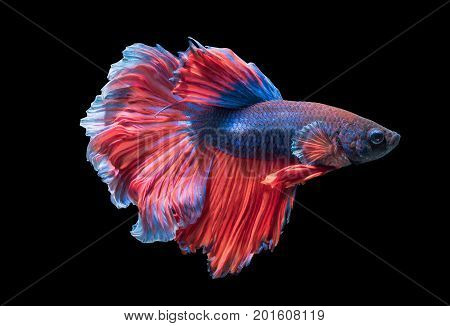 Beautiful Fighting Fish Isolated On Black Background,
