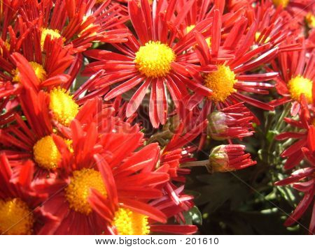 Red  Yellow