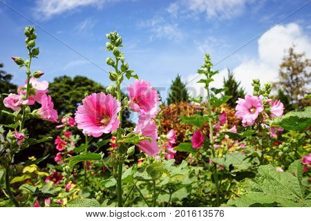 Malvaceae, Alcea Rosea, Common Hollyhock Flowers