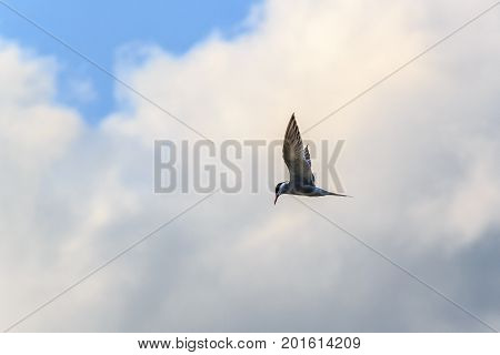 flying Seagull in search of prey looking down