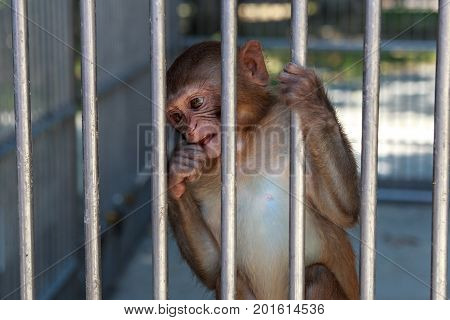 monkey behind bars in the monkey nursery