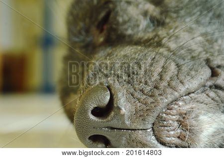 black dog nose sleeping on home floor