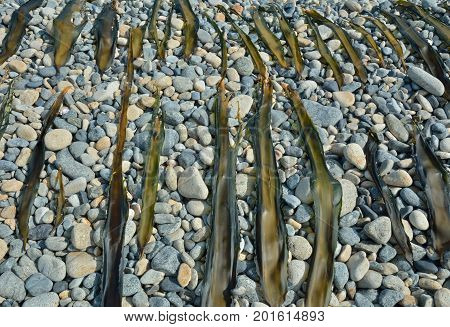A close up of the drift-weed drying on beach.