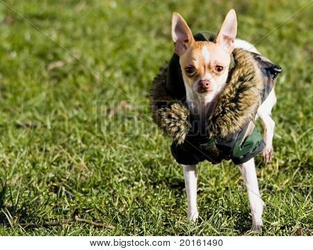 Lupe de verwende hond Chihuahua in bontjas en puntige oren