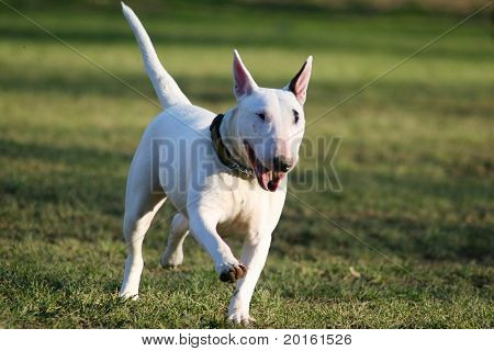 esecuzione di cane bianco