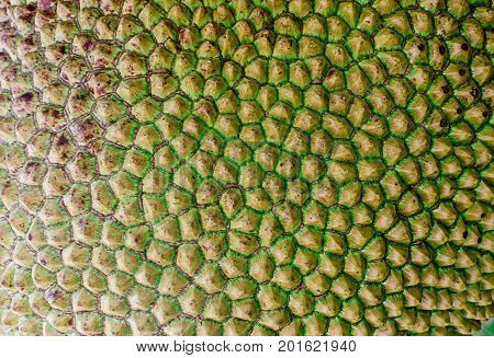 Jak skin on close-up food, fruit, green,