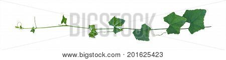 ivy. vine plants ivy leaves of the climbing plant isolated on white background clipping path included.