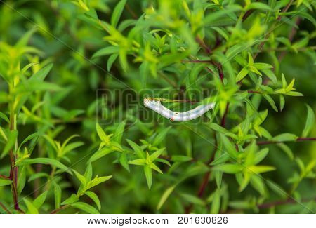 Geometrids (Geometridae) caterpillar crawling on a plant branch, eating green leaves