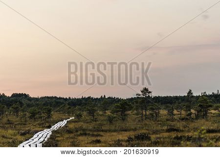Latvia. beautiful colors in the evening before sunset in the swamp Dunikas