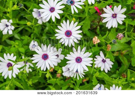 Beautiful white  African daisy  (Osteospermum) flowers  in summer garden
