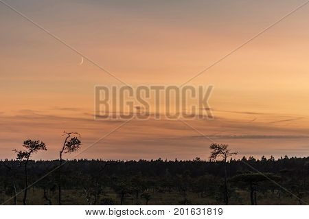 Latvia. beautiful colors in the evening before sunset in the swamp Dunikas
