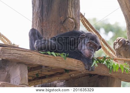 Small chimpanzee monkey relax on the tree.