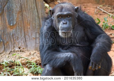 Portrait is giant chimpanzee monkey sitting in the jungle.