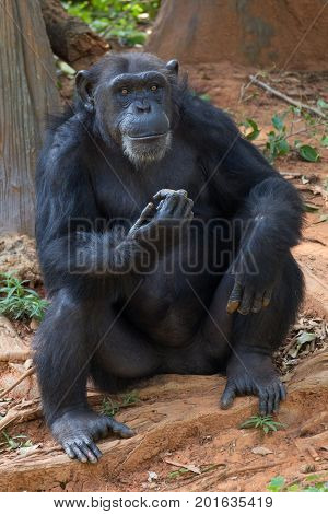 Giant chimpanzee monkey sitting in the forest.