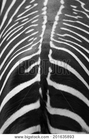 Back skin line zebra texture pattern vertical background.