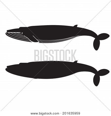 Humpback blue whale icon in outline style. Giant whale logo or label template.