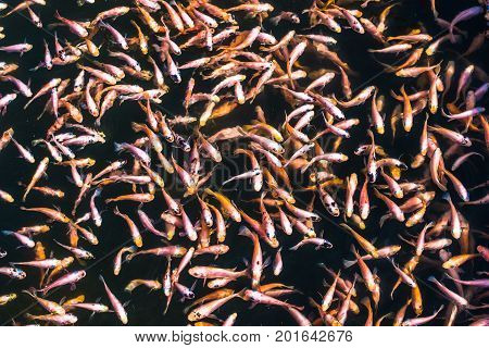 School Of Goldfishes, Madu Ganga, Sri Lanka