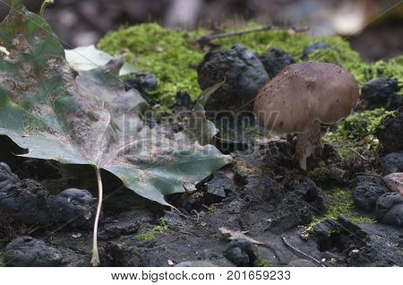 Deer Mushroom (Pluteus cervinus) on a birch tree stump