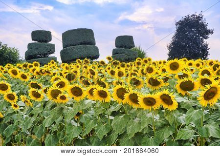 Country road near Vigolo Marchese (Piacenza Emilia Romagna Italy): landscape along the road from Carpaneto Piacentino with sunflowers
