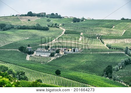 Rural landscape at summertime along the road from Vicobarone (Piacenza Emilia Romagna Italy) to Santa Maria della Versa (Pavia Lombardy) in the Tidone valley. Vineyards.
