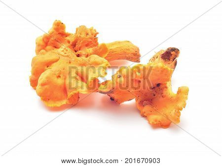 cantharellus cibarius chanterelle mushroom isolated on white