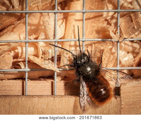 Osmia wall bee sitting on nesting aid