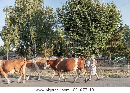 DUBOVAC SERBIA - AUGUST 3 2017: Peasant woman conducting her herd of cows on a street of Dubovac a small agricultural village of central Serbia