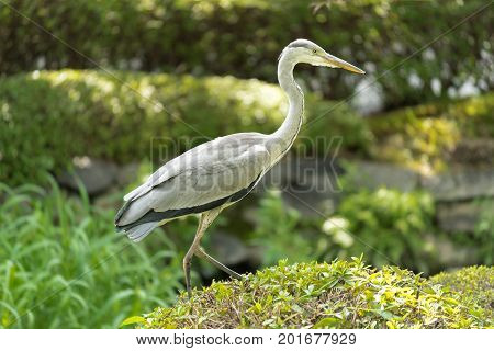 Grey Heron at Toji Temple in Kyoto Japan