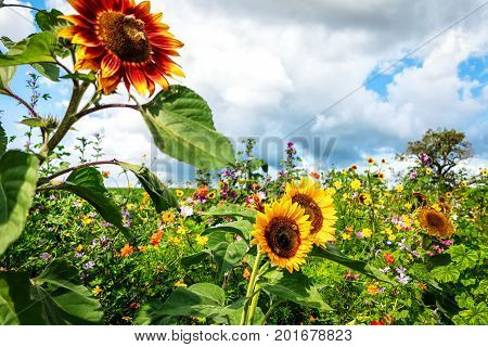 Tall sunflowers on sunny colorful flower meadow