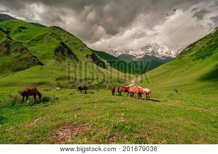 Beautiful scenery horses graze against the background of high mountains