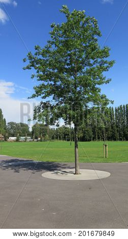 Lone Tree In Concrete Circel