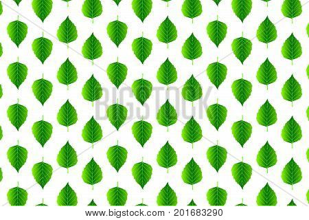 Green leaf birch on white background - vector pattern , (Betula pendula)