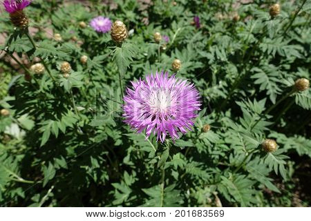 Florescence Of Whitewash Cornflower In Late Spring