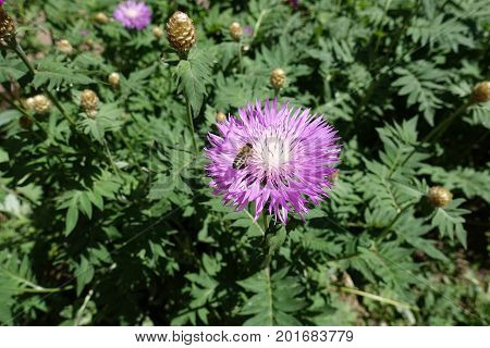 Honey Bee Pollinating Flower Of Centaurea Dealbata