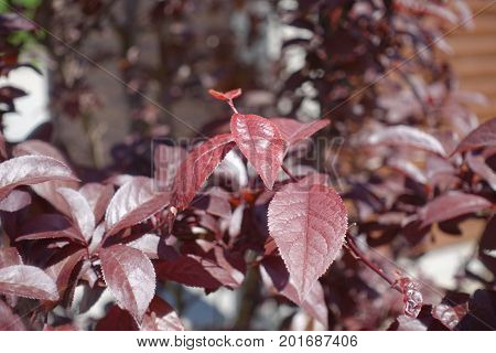 Close Up Of Purple Leaves Of Prunus Pissardii