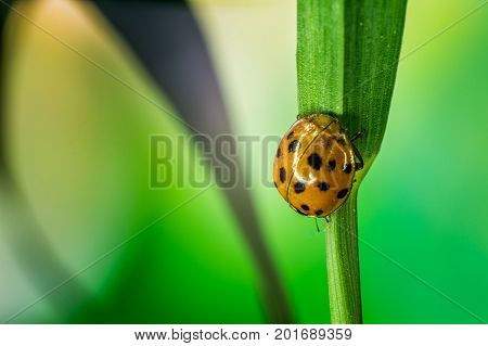 Ladybug on green grass macro close up with defocused background