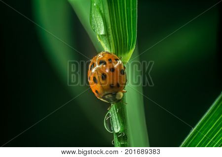 Ladybug on green grass macro close up with defocused background