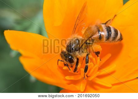 A Busy Honey Bee Pollinating a Yellow Flower