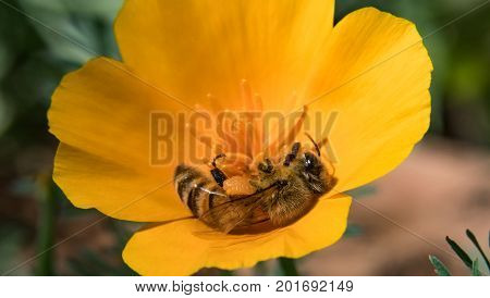 A Busy Honey Bee Pollinating a Yellow Flower