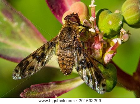 A Horsefly on a Flowering Plant in Colorado